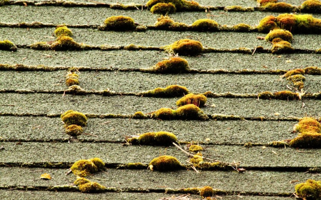 Image of a mossy, neglected roof.